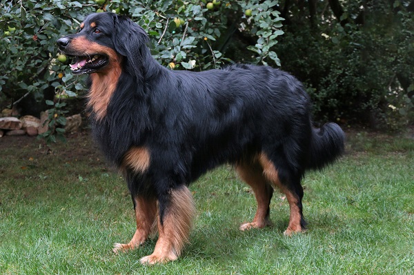 eddy vom hagenauer forst