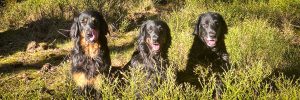 Read more about the article 02. – 12.04.2026 – Osterfreuden, neue Wege und Hundetraining