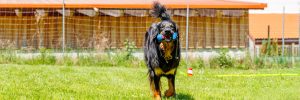 Read more about the article 23. – 24.05.2026 – Obedience-Workshop in Obberammergau
