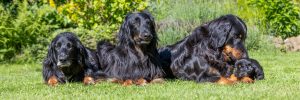 Read more about the article 13. und 14.06.2026 – Besuch bei Enkeln und Urenkeln
